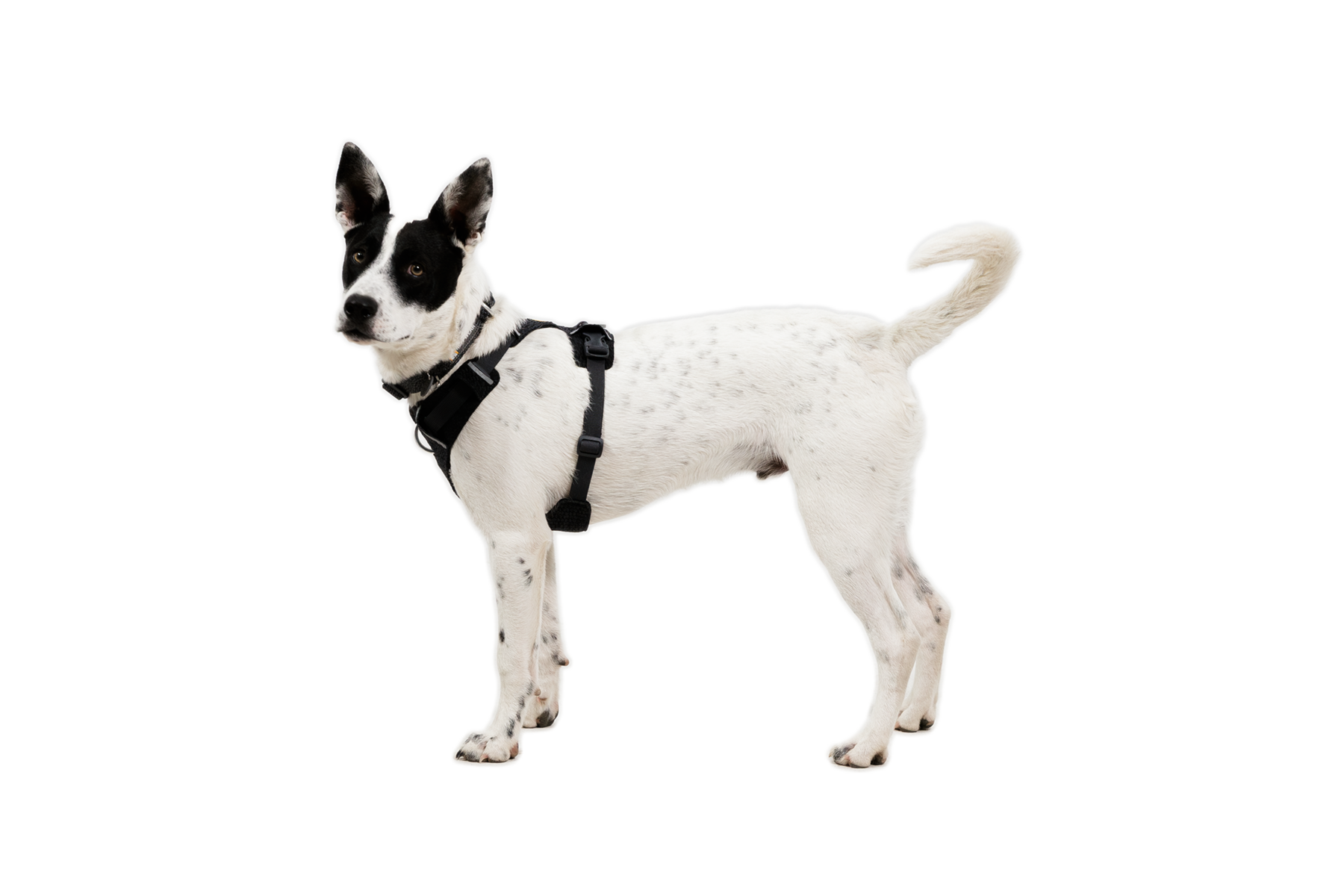 CompressedPNG-3072_Front-Range-Knit-Harness_Basalt-Gray_On-Dog-2_STUDIO.png