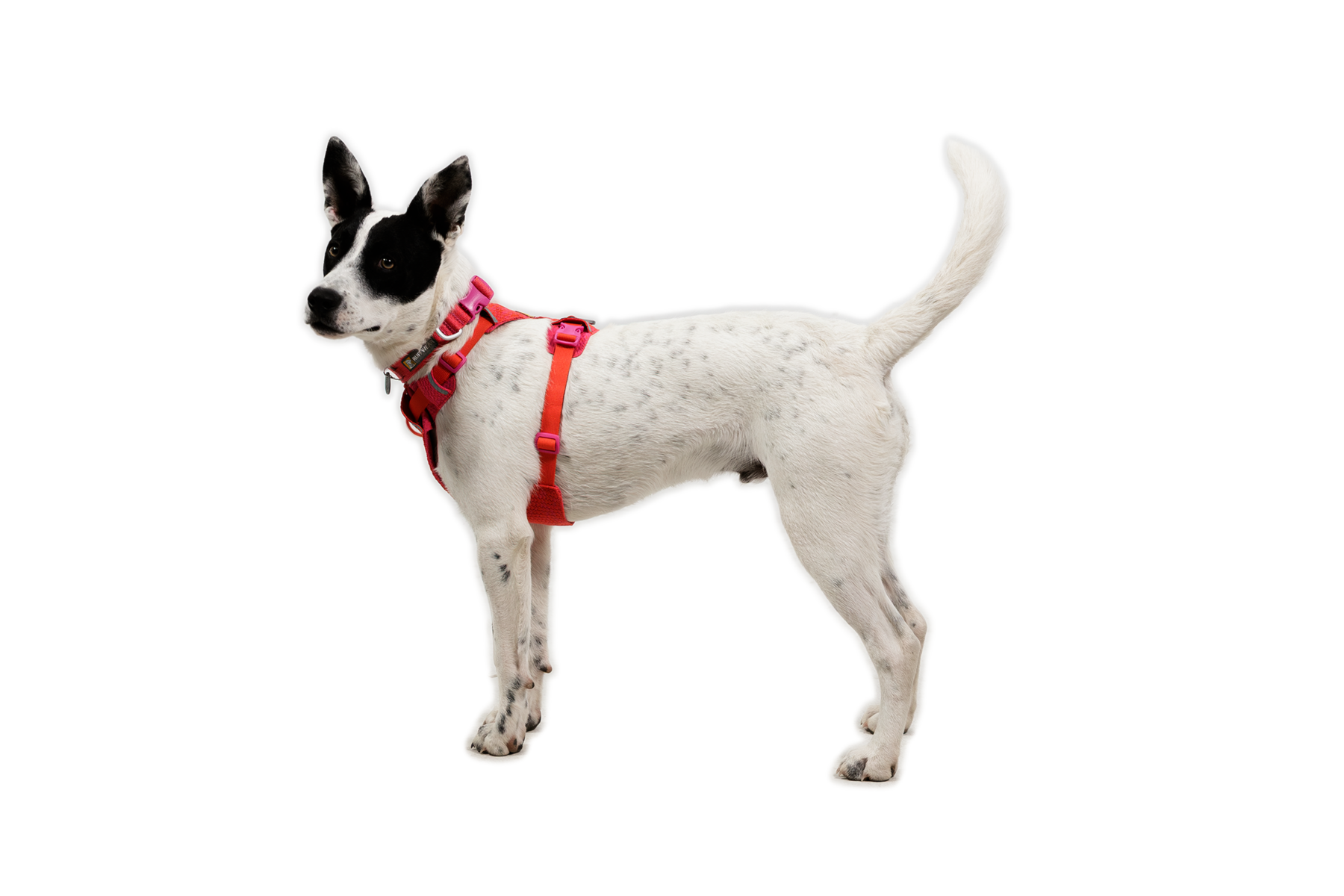 CompressedPNG-3072_Front-Range-Knit-Harness_Rose-Violet_On-Dog-2_STUDIO.png