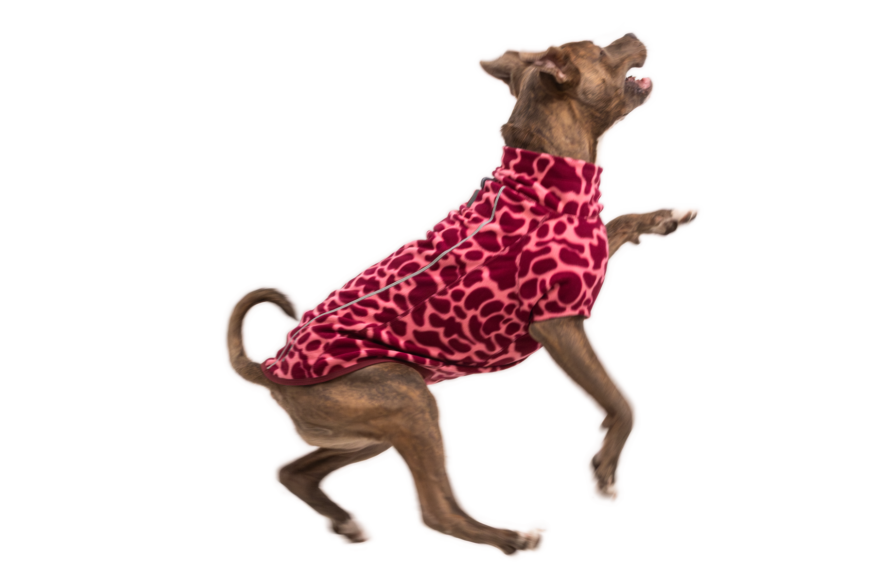Compressed_PNG-05504_Climate-Changer-Jacket_Berry-Lava_On-Dog-Action-2_STUDIO.png