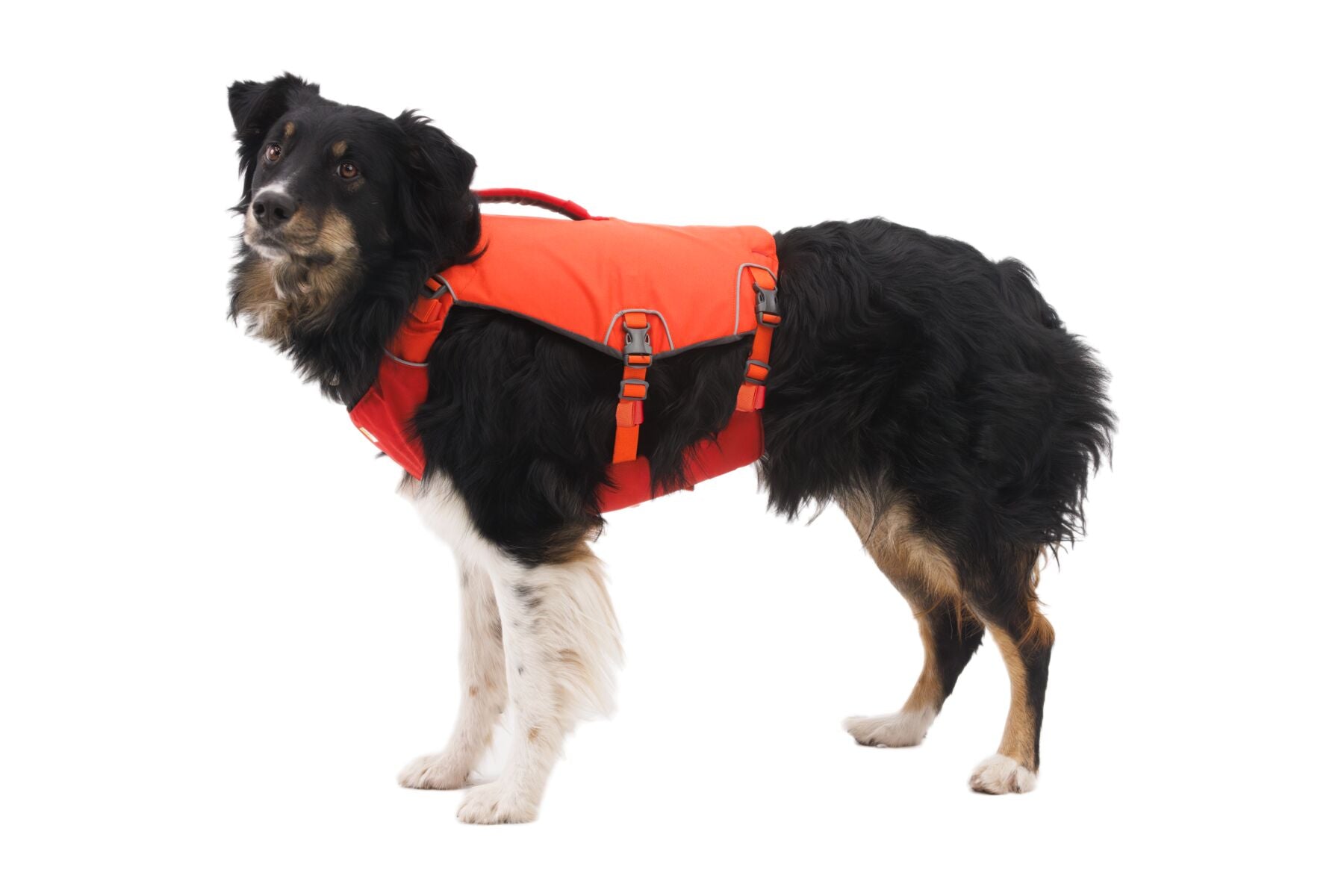 Web_JPG-4525_Conflunece-Life-Jacket_Tangelo-Orange_On-Dog_STUDIO.jpg